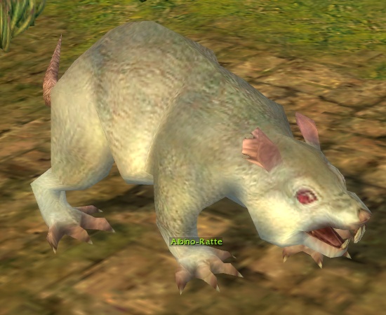 Albino-Ratte (Sammler).jpg