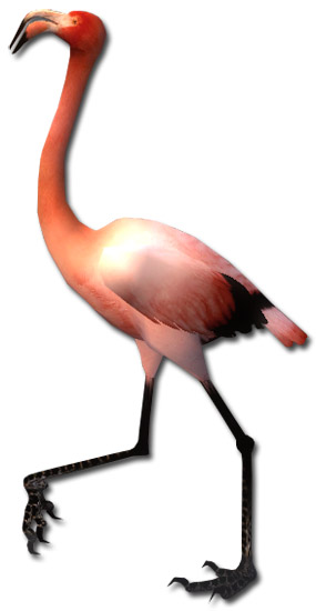 Flamingo.jpg